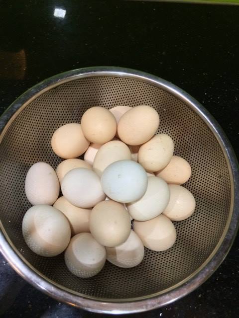 Trứng gà sạch thu được từ chuồng gà