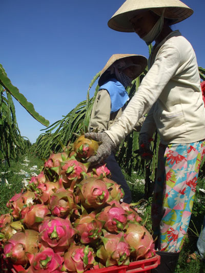 Thanh long Bình Thuận đang được xuất khẩu sang nhiều nước