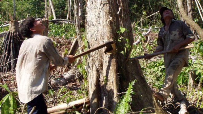 
Người Tsimane sống bằng săn bắn, đánh cá và trồng trọt Ảnh: BBC
