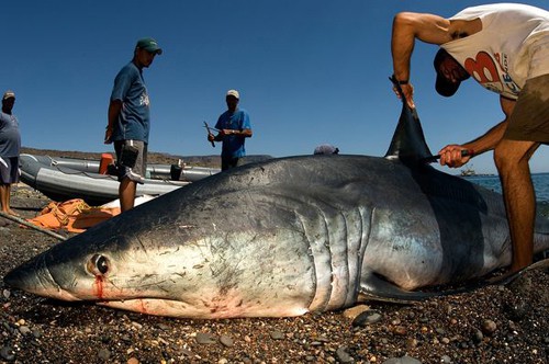 Vi cá mập có gì mà đắt tiền, được thế giới săn lùng tới vậy? - Ảnh 2.
