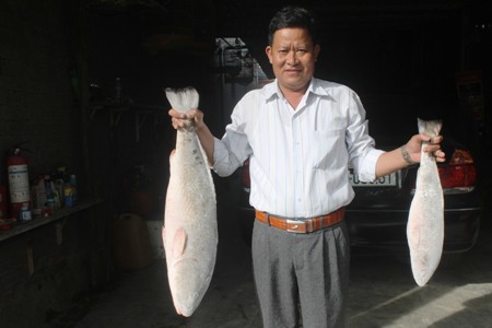 Khánh Hòa: Cặp cá sủ vàng, giá 1,5 tỷ đồng chưa bán - Ảnh 1.