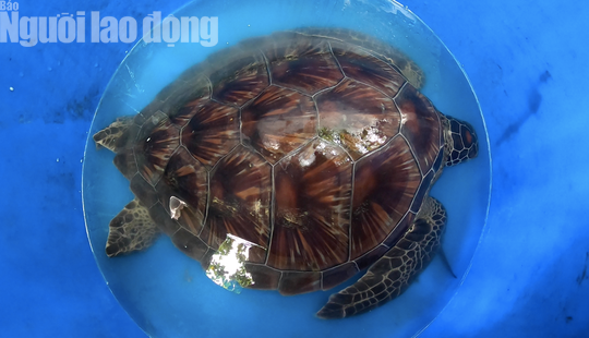 TP HCM: Phát hiện rùa biển quý hiếm, đem giao nộp cho cơ quan chức năng - Ảnh 4.