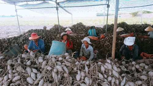 Kiến nghị xuất khẩu khoai lang chính ngạch sang Trung Quốc - Ảnh 1.