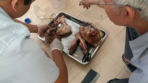 55 địa phương phát hiện nhiễm sán lợn - Ảnh 1.