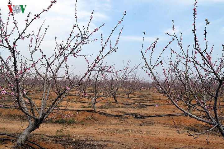 Sắc đào trên sa mạc Sahara