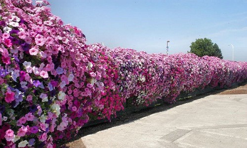 Mê mẩn những hàng rào tuyệt đẹp bằng hoa | Thị trường NLD