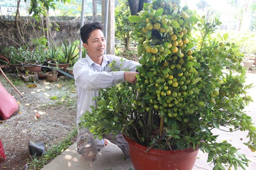 Nhà vườn trúng đậm, thương lái thua lỗ - Ảnh 1.