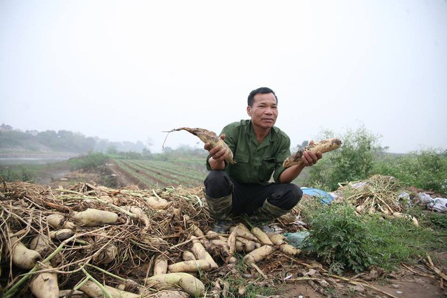 Nông dân Hà Nội ngậm ngùi vứt bỏ hàng trăm tấn củ cải trắng - Ảnh 5.