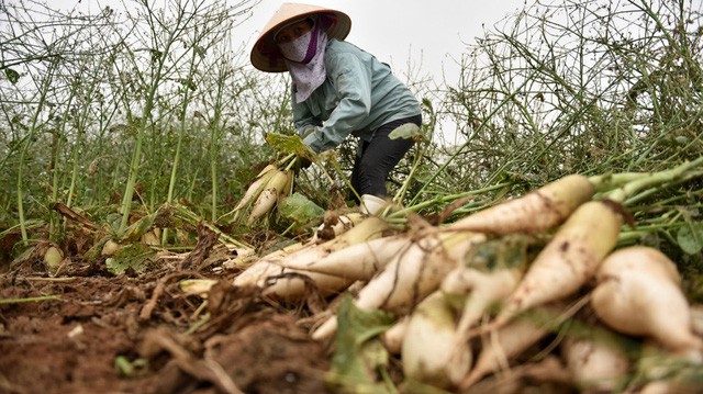 Nông dân Hà Nội ngậm ngùi vứt bỏ hàng trăm tấn củ cải trắng - Ảnh 7.