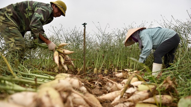 Nông dân Hà Nội ngậm ngùi vứt bỏ hàng trăm tấn củ cải trắng - Ảnh 9.