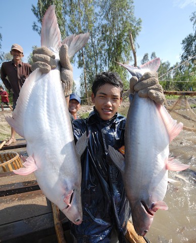 ASEAN thay thế vị trí EU trong nhập khẩu cá tra Việt Nam - Ảnh 1.