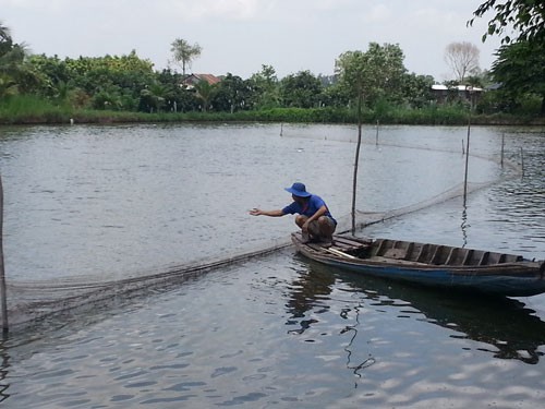 Nghịch lý cá tra tăng giá - Ảnh 1.