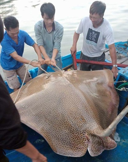 Ngư dân Bình Thuận câu được cá ó sao khủng hơn 120 kg - Ảnh 1.