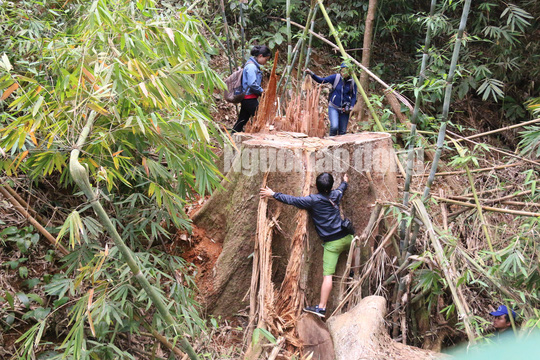 Công an tỉnh tham gia điều tra vụ thảm sát rừng lim cổ thụ - Ảnh 2.