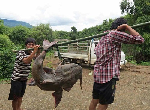 Quái ngư sông Đà và cuộc vật lộn ly kỳ giữa người và cá - Ảnh 1.