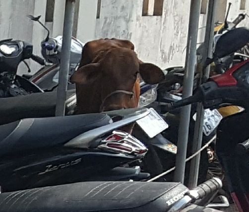 Công an huyện Phú Quốc tạm giam... 2 con bò - Ảnh 2.