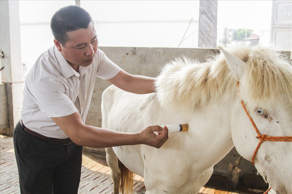 Nuôi ngựa bạch sắm nhà lầu, xe hơi ở Thái Nguyên