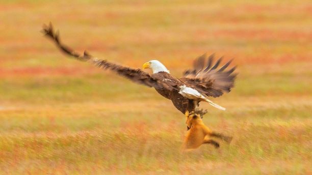 Dramatic battle between fox and eagle - Photo 2.