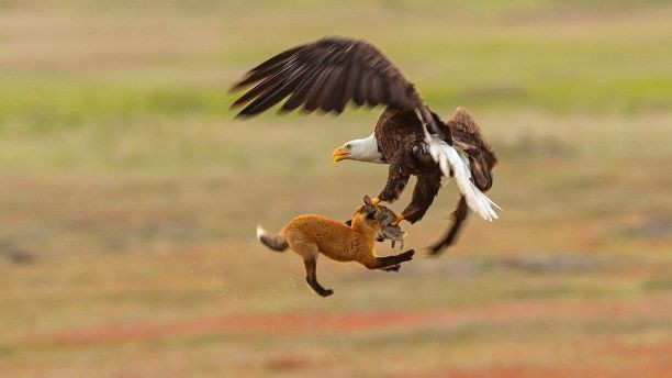Dramatic bait fight between fox and eagle - Photo 3.