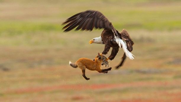 Dramatic battle between fox and eagle - Photo 3.