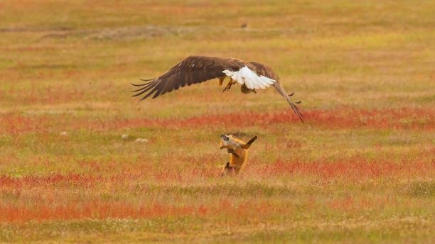 Dramatic bait fight between fox and eagle - Photo 4.