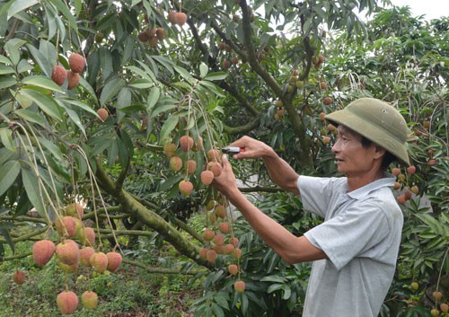 Cây tỉ phú mới trên đất Tây Nguyên - Ảnh 1.