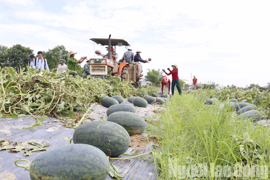 Một tuần, nhóm đồng hương giải cứu được 200 tấn dưa hấu - Ảnh 7.