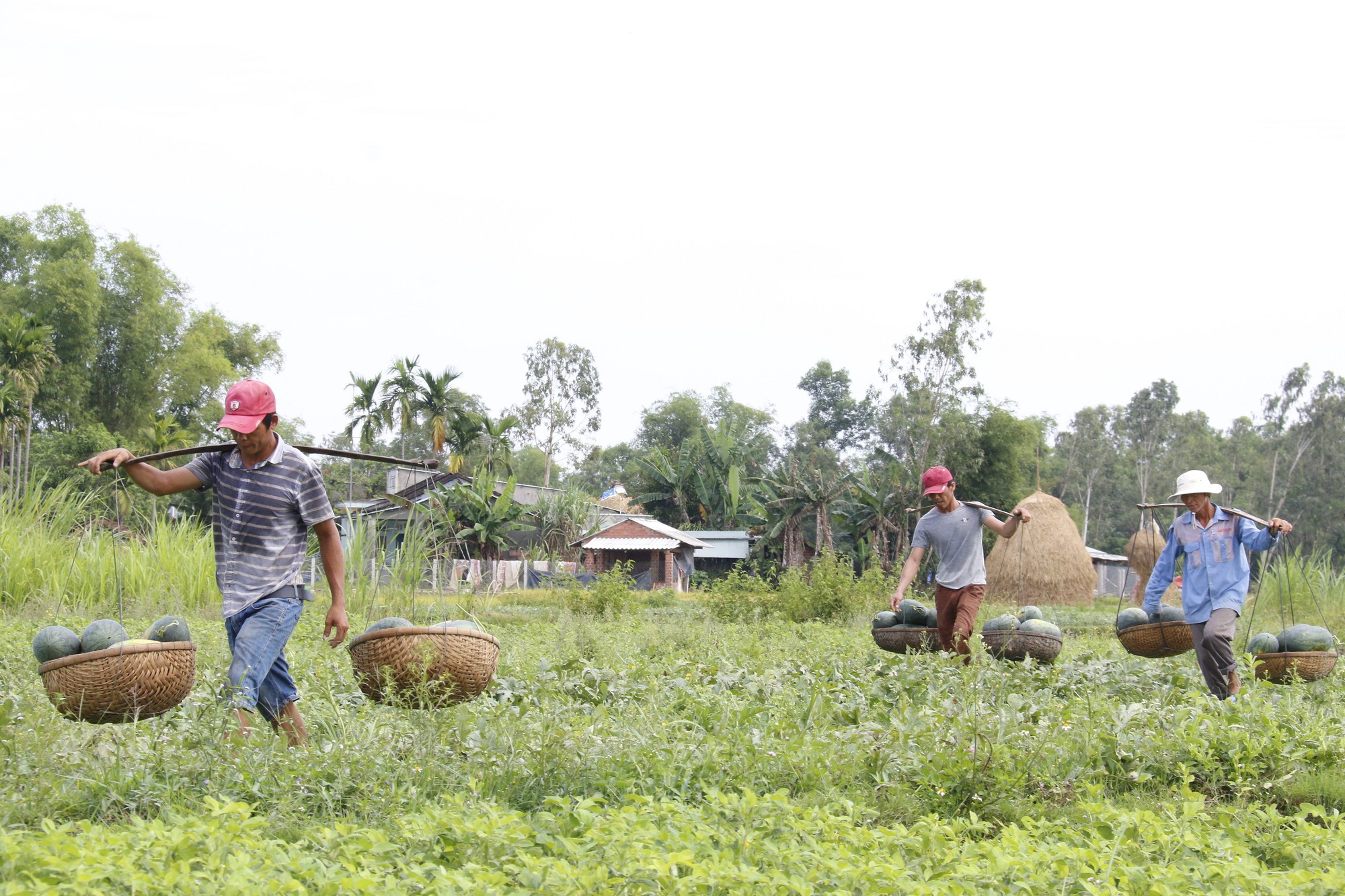 Xã gửi thư cảm ơn vì đã giải cứu hơn 600 tấn dưa hấu - Ảnh 3. Xã gửi thư cảm ơn vì đã giải cứu hơn 600 tấn dưa hấu - Ảnh 3.