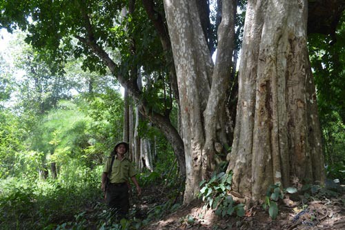 XÂU XÉ RỪNG YÓK ĐÔN (*): Thanh lọc kiểm lâm, cảm hóa lâm tặc - Ảnh 1.