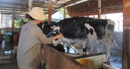 Hàng ngàn hộ nuôi bò sữa bỏ nghề - Ảnh 1.