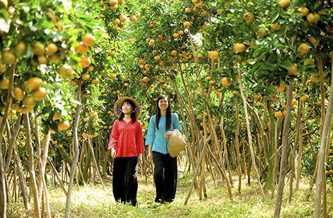 Đến Vĩnh Long để trở về tuổi thơ: Lội ruộng bắt cá, trèo cây hái quả