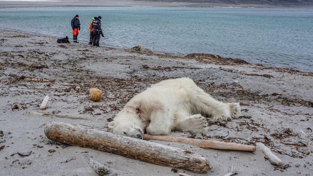 Tấn Công Nhân Viên Du Lịch, Gấu Bắc Cực Bị Bắn Chết - Báo Người Lao Động