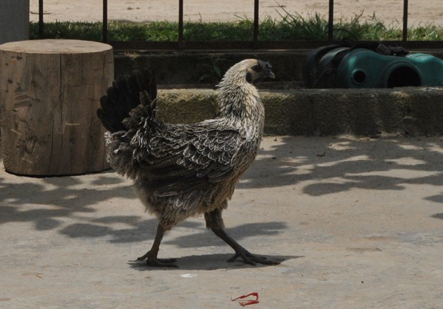 Bạn đã ăn gà đen ngon nhất Tây Bắc chưa? - Ảnh 1. Bạn đã ăn gà đen ngon nhất Tây Bắc chưa? - Ảnh 1.