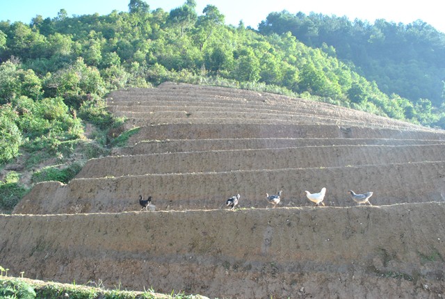 Bạn đã ăn gà đen ngon nhất Tây Bắc chưa? - Ảnh 2. Bạn đã ăn gà đen ngon nhất Tây Bắc chưa? - Ảnh 2.