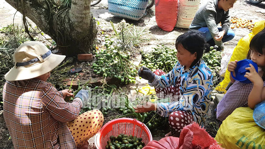 Cần Thơ: Thu mua cau non bán sang Trung Quốc làm kẹo? - Ảnh 8.