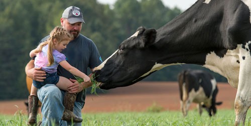 Sữa organic thực thụ gặp khó ở Mỹ - Ảnh 1.