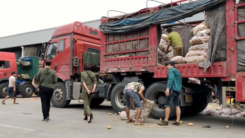 Lật mặt nông sản Trung Quốc nhái hàng Đà Lạt - Ảnh 1.