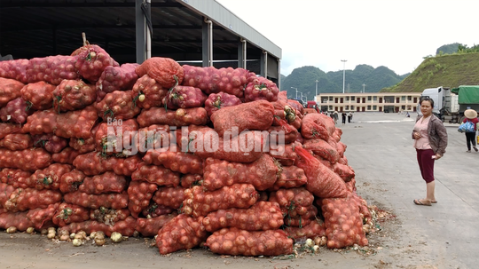 VIDEO điều tra: Đường đi nông sản Trung Quốc nhái Đà Lạt - Ảnh 4.