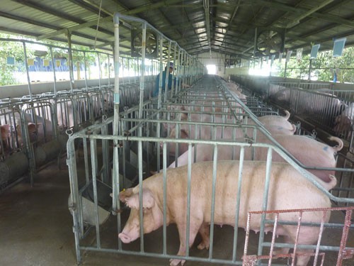 Khẩn cấp ngăn chặn dịch tả lợn châu Phi vào Việt Nam - Ảnh 1.