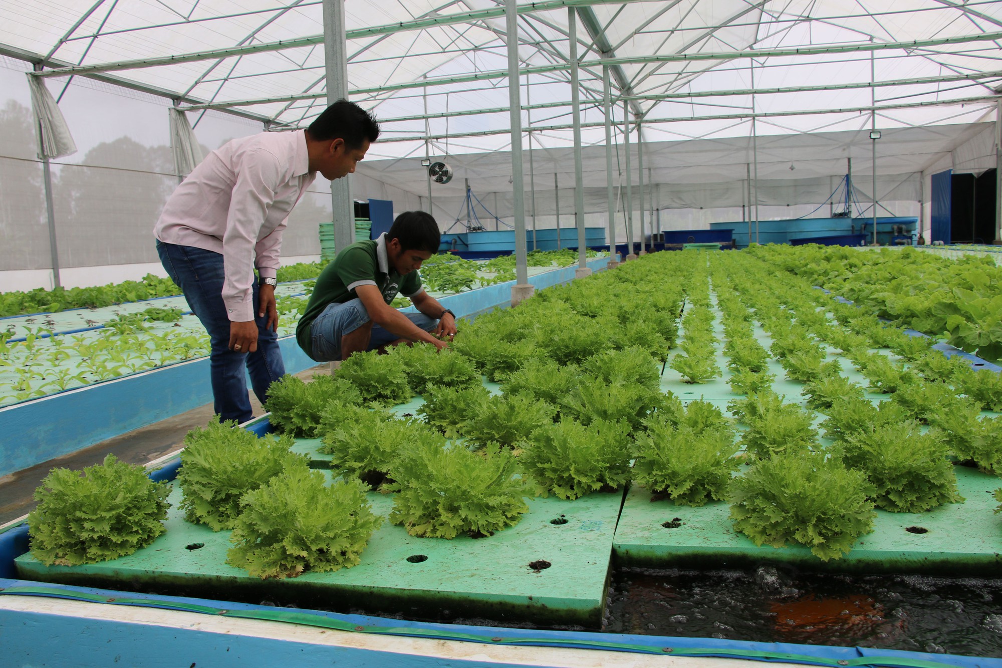 Tìm hiểu về mô hình trồng rau thủy canh hồi lưu Aquaponics