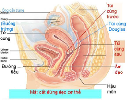 Nhập viện vì quá vội yêu sau sinh? - Ảnh 1.