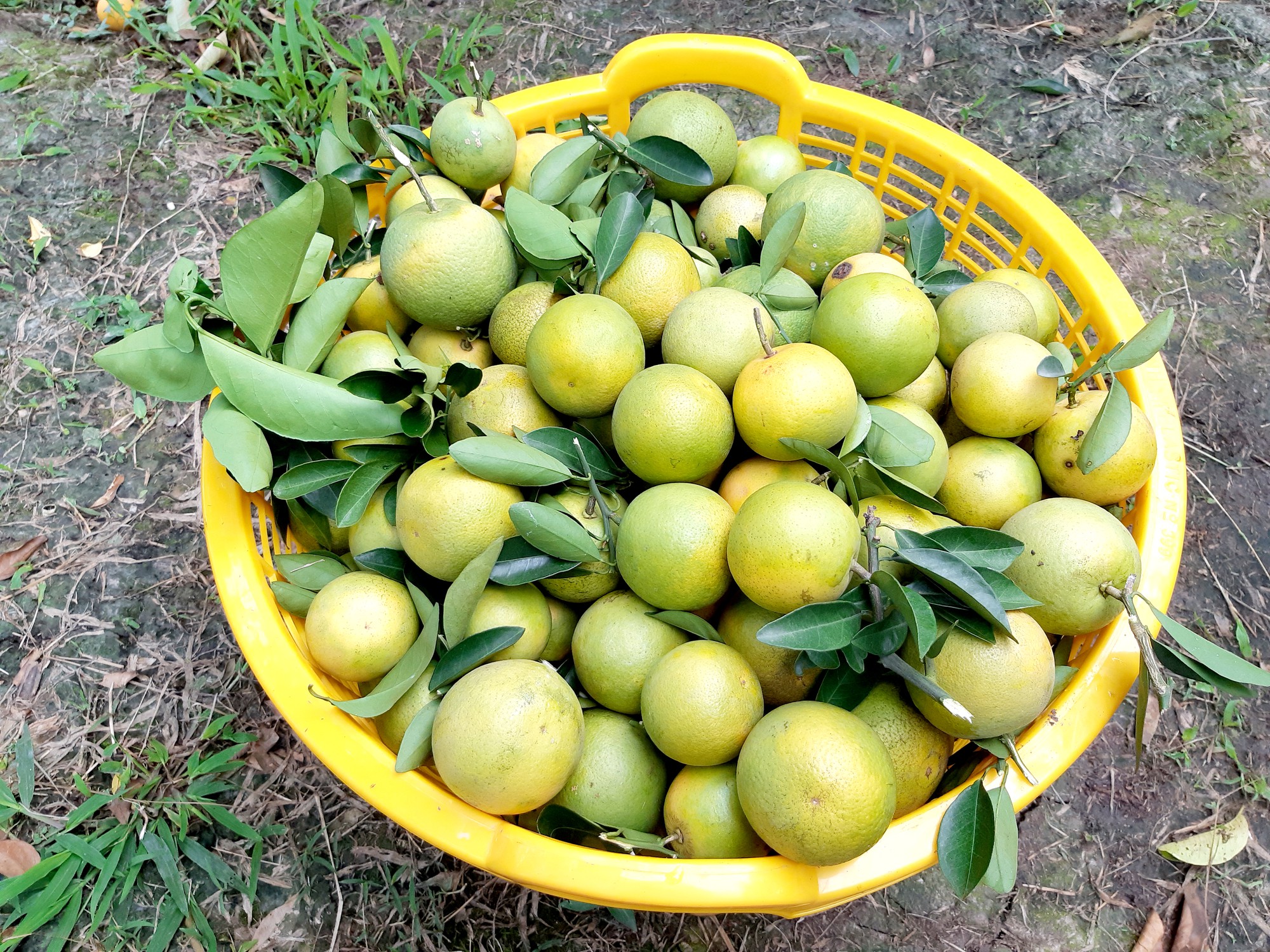 Trái cây GÙI  Cam xoàn xứ Lai Vung Đây là vườn cam ngon  Facebook