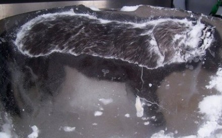 Kỳ nhông, rùa biển hóa đá vì bom bão tuyết ở Mỹ - Ảnh 9.