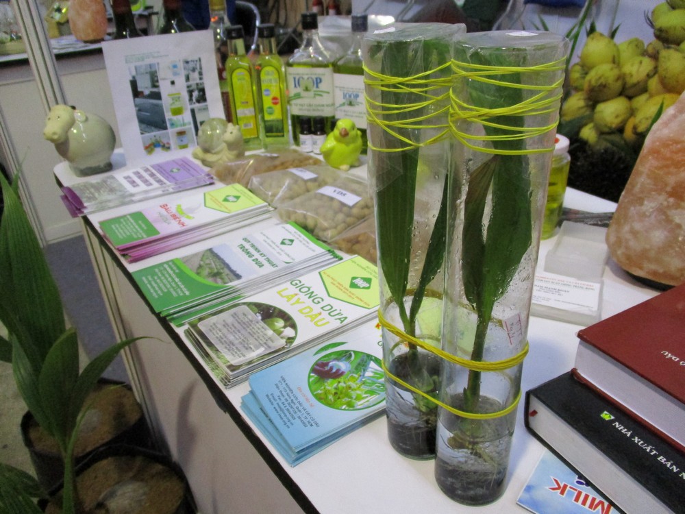 Dừa Sap 250 000 đồng Quả Nong Dan Rủ Nhau Mua Dừa Giống Về Trồng Bao Người Lao động