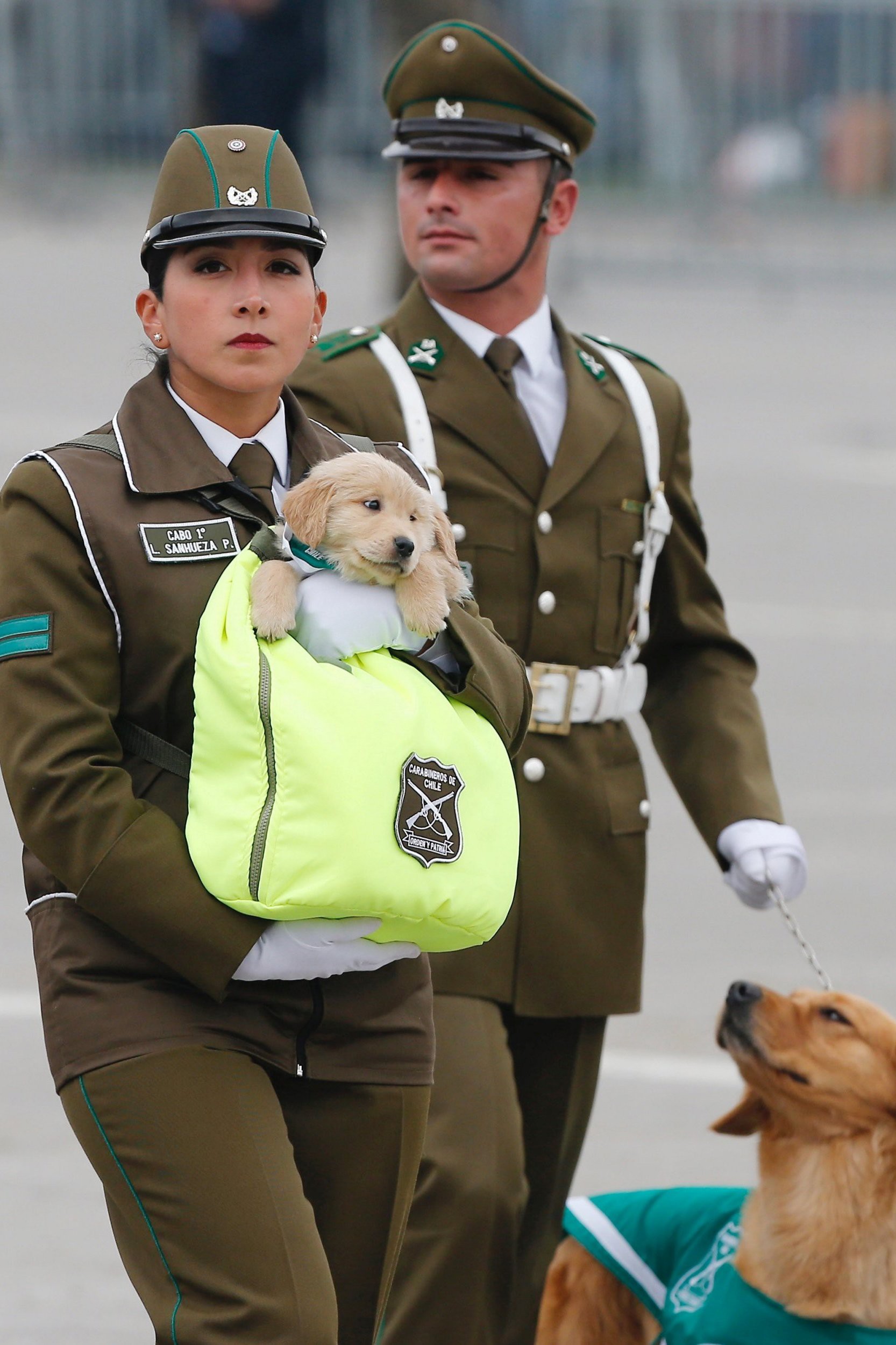 Chó nghiệp vụ gây sốt tại lễ diễu binh Chile vì…quá dễ thương - Ảnh 2.