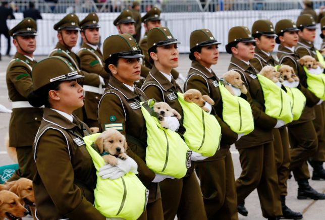 Chó nghiệp vụ gây sốt tại lễ diễu binh Chile vì…quá dễ thương - Ảnh 1.