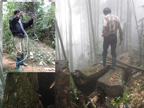 Rùng rợn chuyện lao vào rừng sâu săn rắn ở Lào Cai - Ảnh 1.