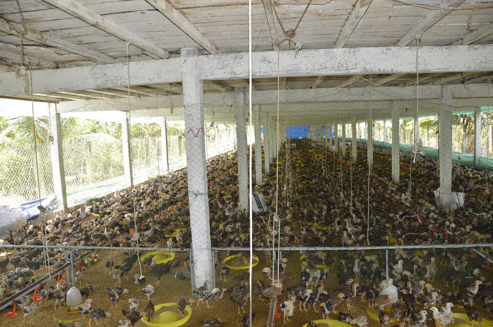 Chuồng 2 tầng nuôi gà nòi lai giúp một nông dân hốt bạc  Báo Người lao  động