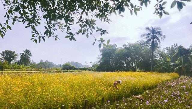Không thể tin nổi giữa Sài Gòn có cánh đồng hoa đẹp đến thế! - Ảnh 1.