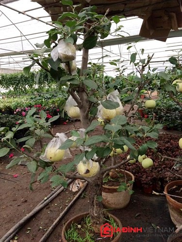 “Săn” táo bonsai trồng trong chậu cảnh chơi Tết - Ảnh 13.